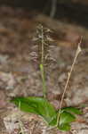 Brown widelip orchid <BR>Lily-leaf twayblade